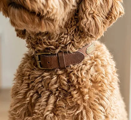 Collar Area