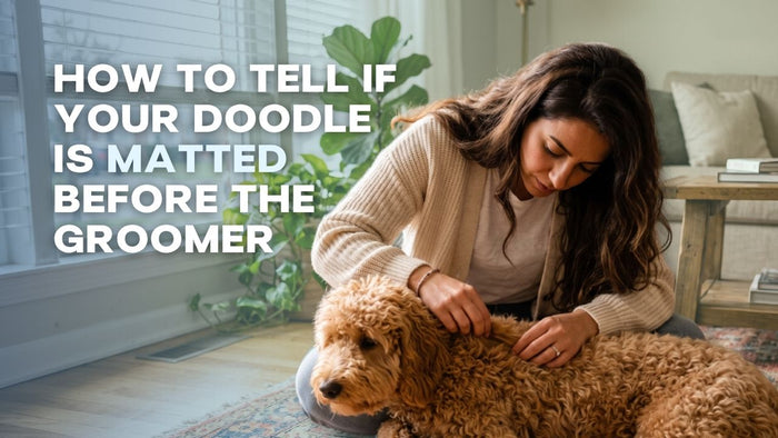 How to Tell If Your Doodle Is Matted Before the Groomer