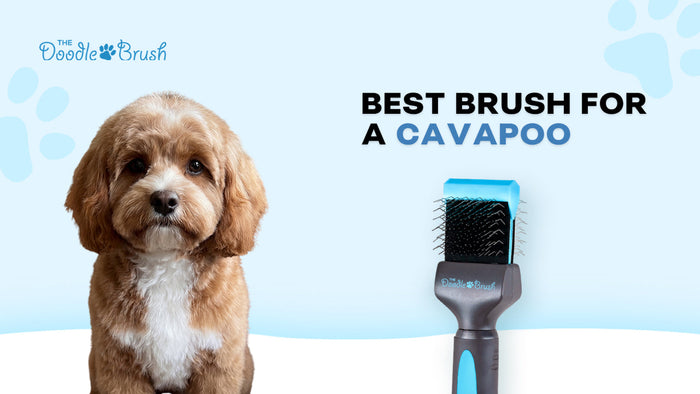 Best Brush for a Cavapoo: Gentle Enough for the Softest Doodle Coat