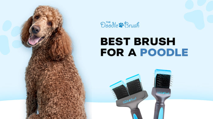 Best Brush for a Poodle: What the Parent Coat Actually Needs