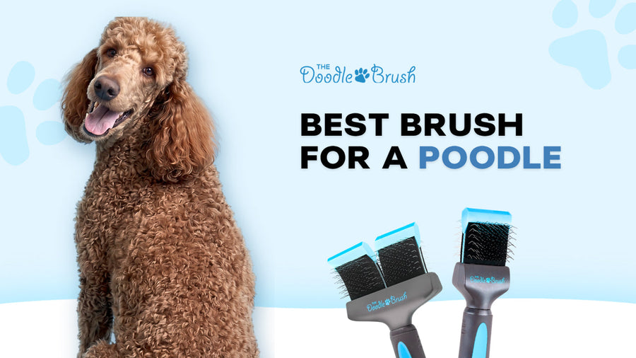 Best Brush for a Poodle: What the Parent Coat Actually Needs