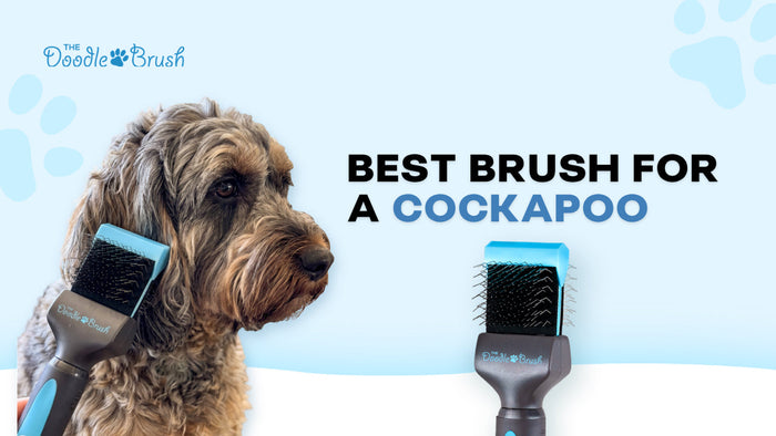 Best Brush for a Cockapoo: What UK Groomers Recommend