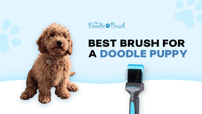 Best Brush for a Doodle Puppy (And When to Start Using It)