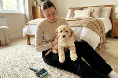 New Doodle Parents’ Starter Guide (What No-One Told You About That Curly Coat)