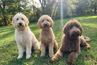 Understanding Doodle Coat Types: Straight, Curly, and Wavy