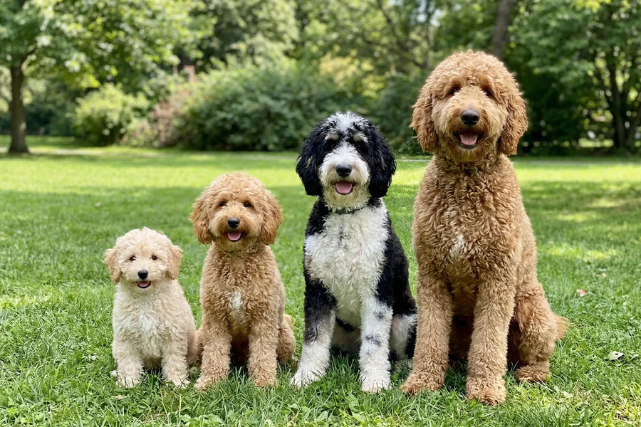 What Size is your Doodle?