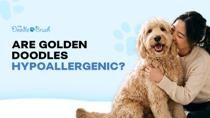 Are Goldendoodles Hypoallergenic?