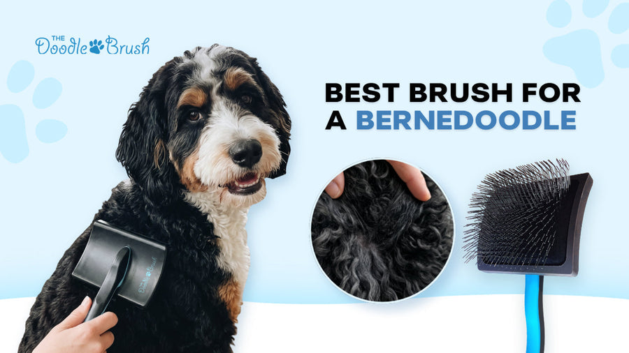Best Brush for a Bernedoodle (And Why Standard Slickers Fail Their Coat)