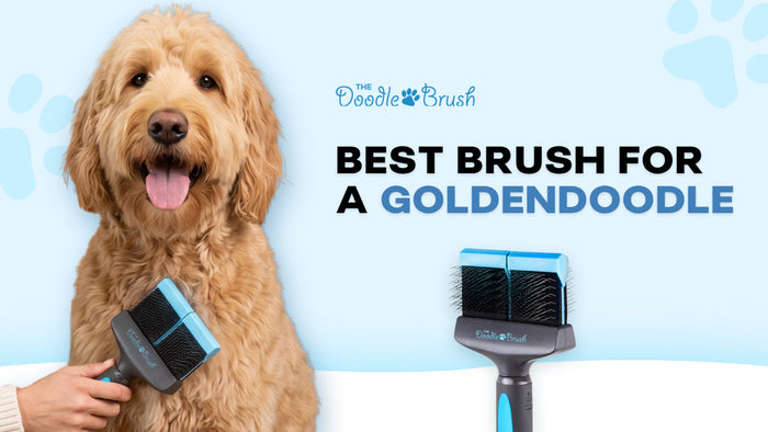 Best Brush for a Goldendoodle: Tested by Doodle Breeders