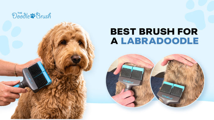 Best Brush for a Labradoodle: What Actually Works on a Labradoodle Coat