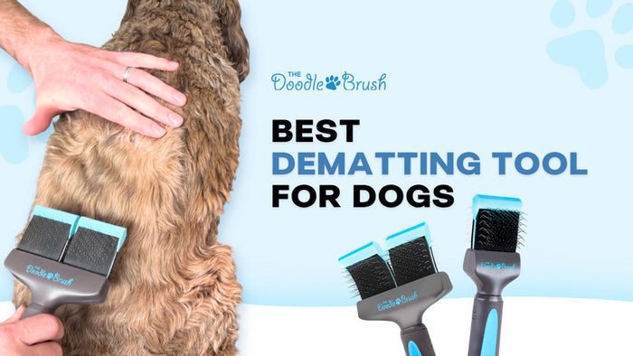 Best Dematting Tool for Dogs (And How to Never Need One)