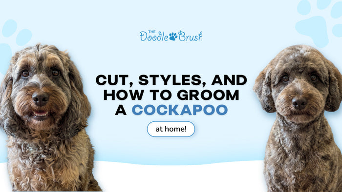 Cockapoo Grooming: Cuts, Styles and How to Groom a Cockapoo at Home