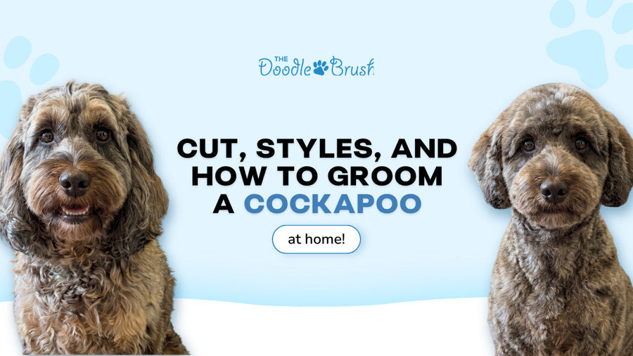 Cockapoo Grooming: Cuts, Styles and How to Groom a Cockapoo at Home