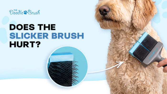 Do Slicker Brushes Hurt Dogs? The Truth About Pins, Pressure and Flexible Heads