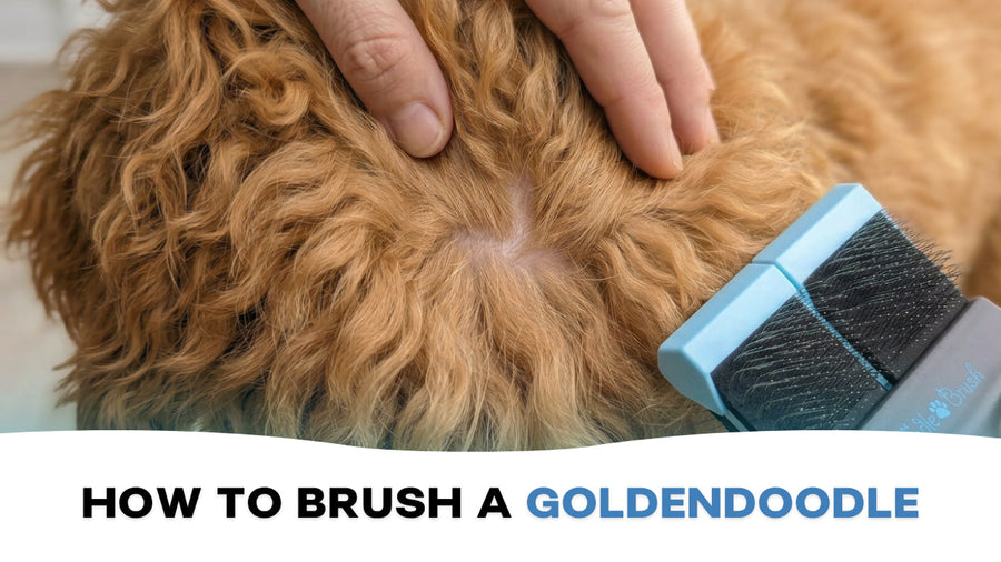 How to Brush a Goldendoodle (Without the Battle)