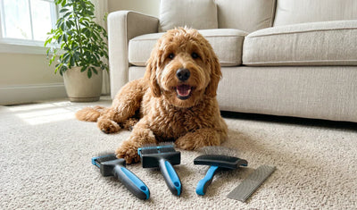 What is the Best Dematting Tool for Dogs ? A Comparative Buyer's guide