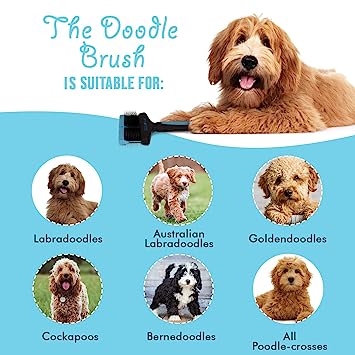 Labradoodle sales matted fur