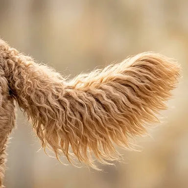 Tail