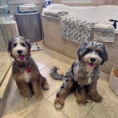 Stormy & Skye - Bernedoodles